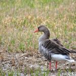greylag goose 5073339 1280